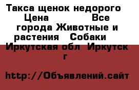 Такса щенок недорого › Цена ­ 15 000 - Все города Животные и растения » Собаки   . Иркутская обл.,Иркутск г.